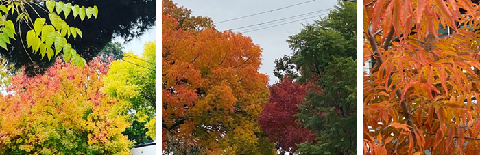 Foliage